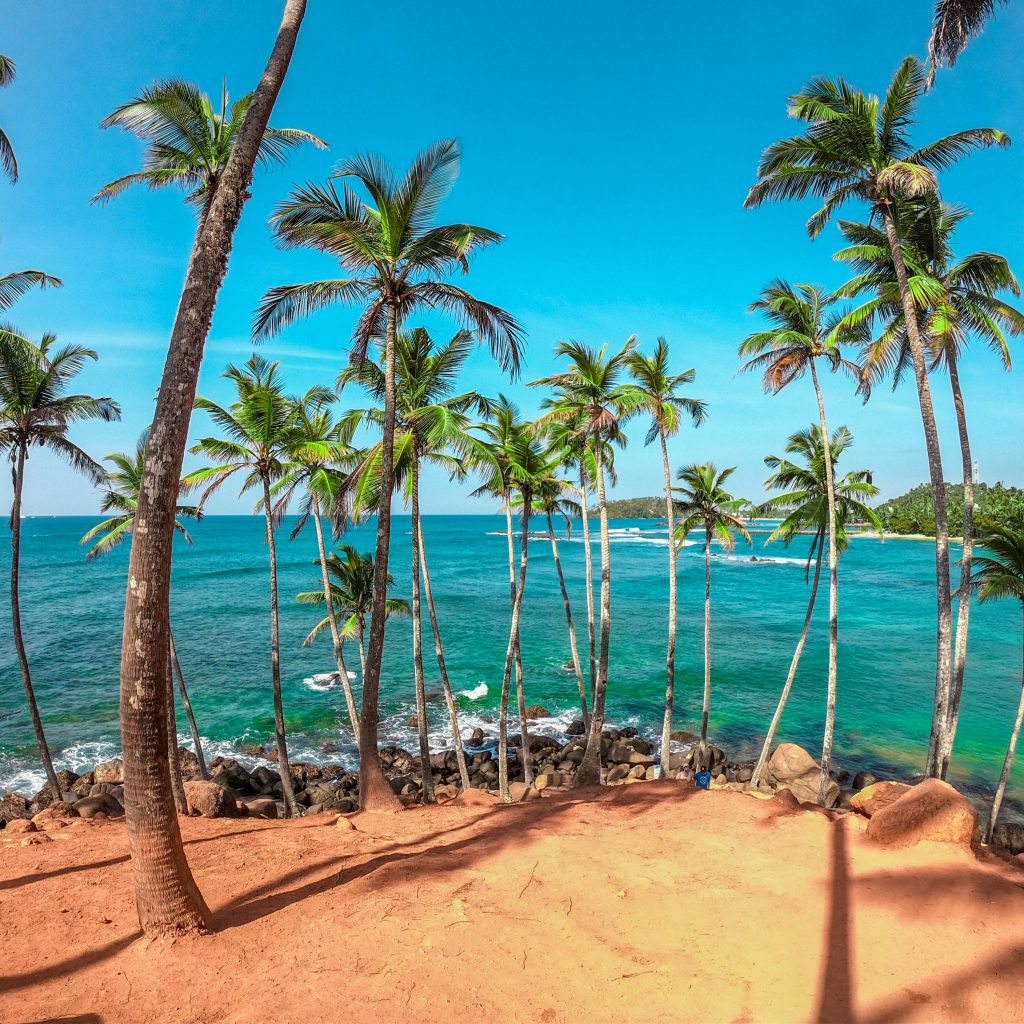 Palm trees on red soil cliff overlooking turquoise ocean