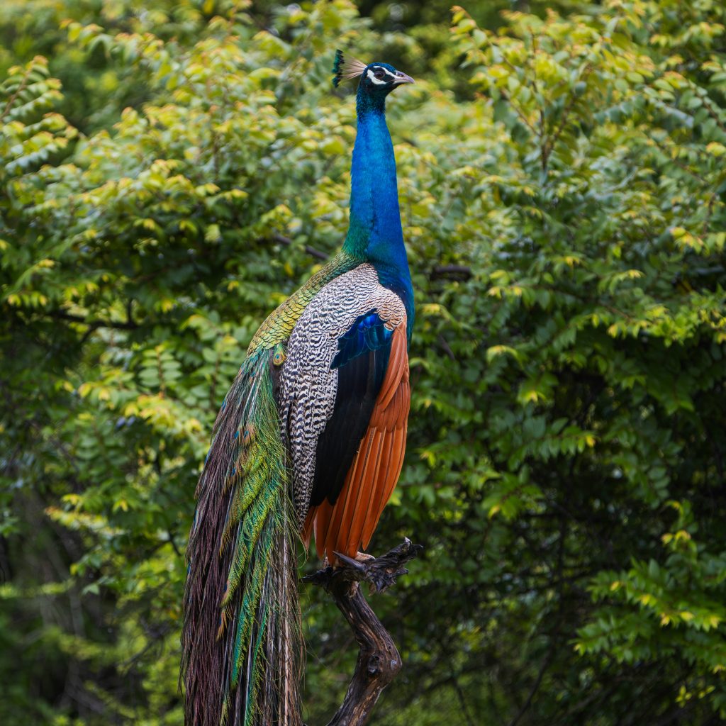 Colorful peacock perched on a branch in lush green forest