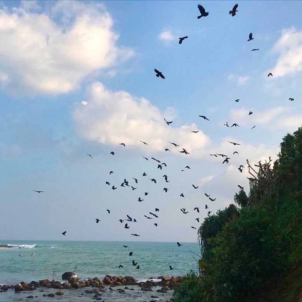 Flock of birds flying above rocky shore and ocean under blue sky.