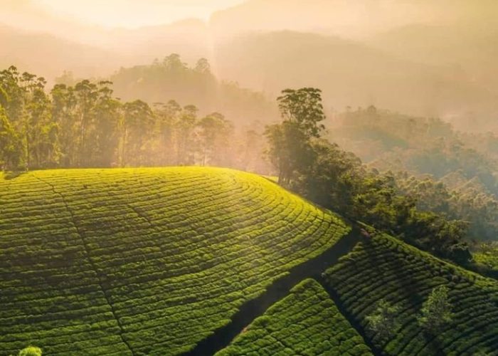 𝐍𝐮𝐰𝐚𝐫𝐚 𝐄𝐥𝐢𝐲𝐚