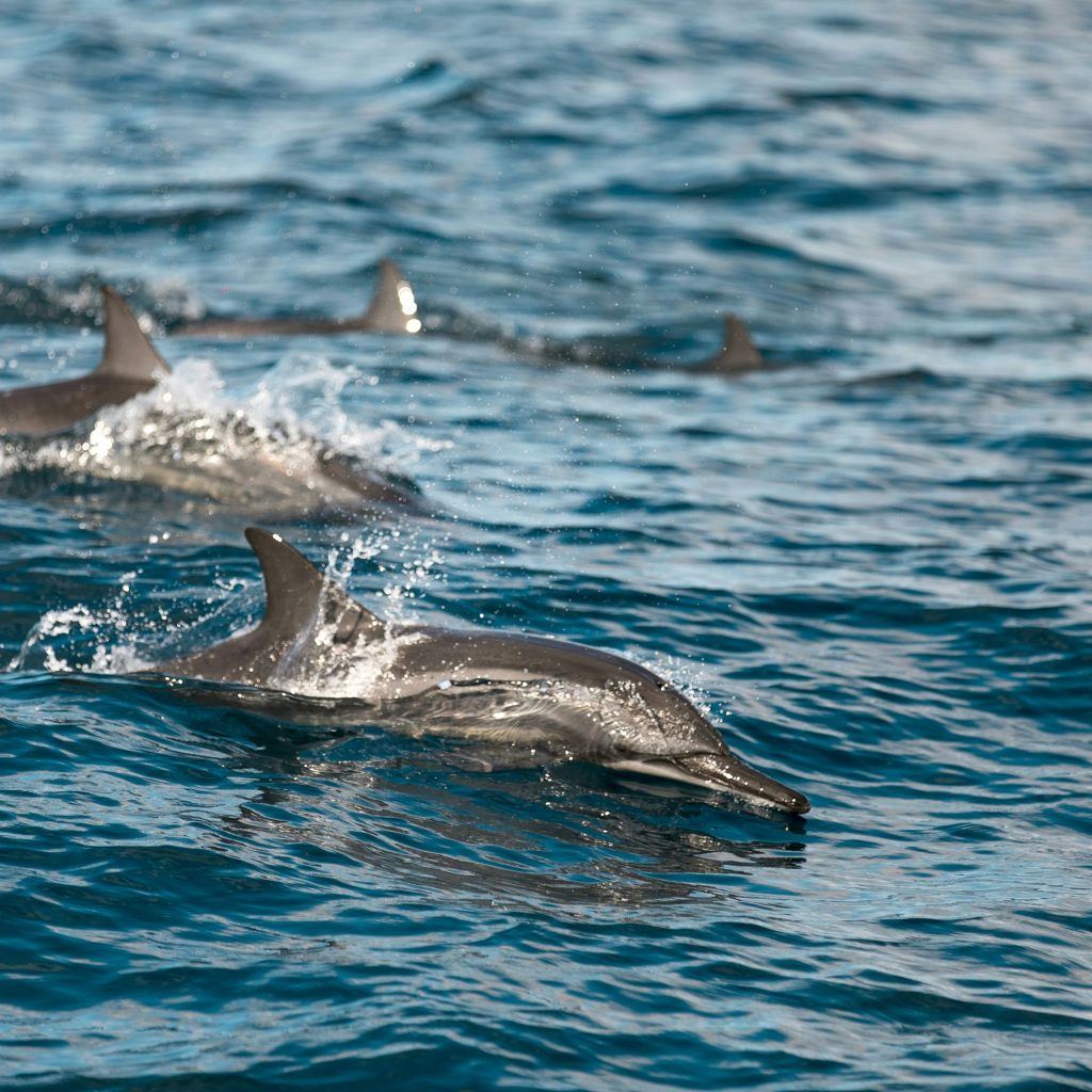 Pod of dolphins swimming in clear blue ocean water near Sri Lanka