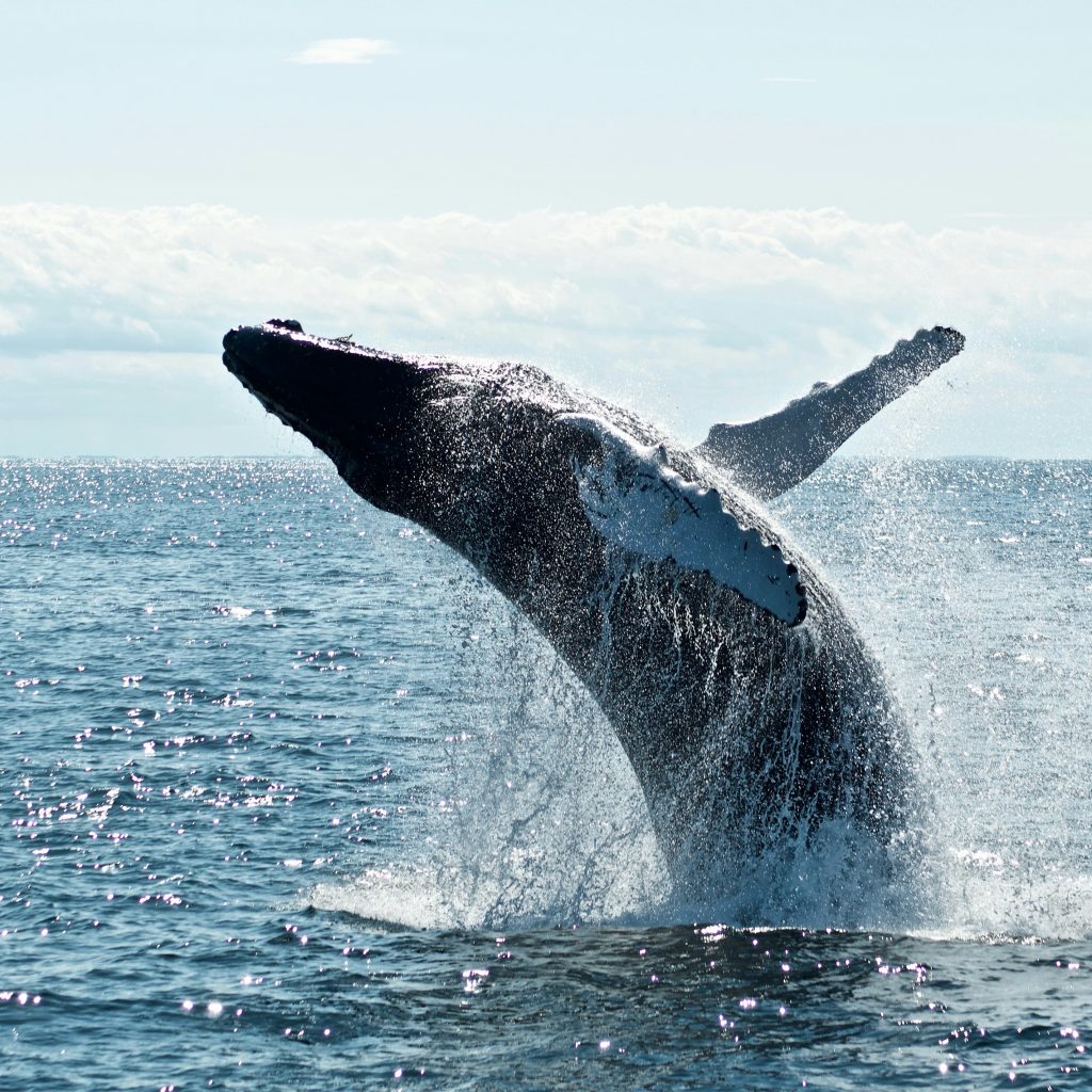 Massive whale breaching dramatically out of the ocean near Sri Lanka