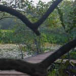 Wooden boardwalk through lush green wetland framed by tree limbs
