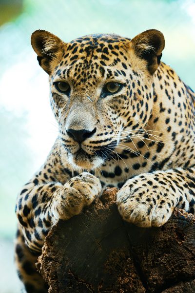 Lepard